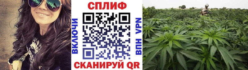 Марихуана сатива Ленск